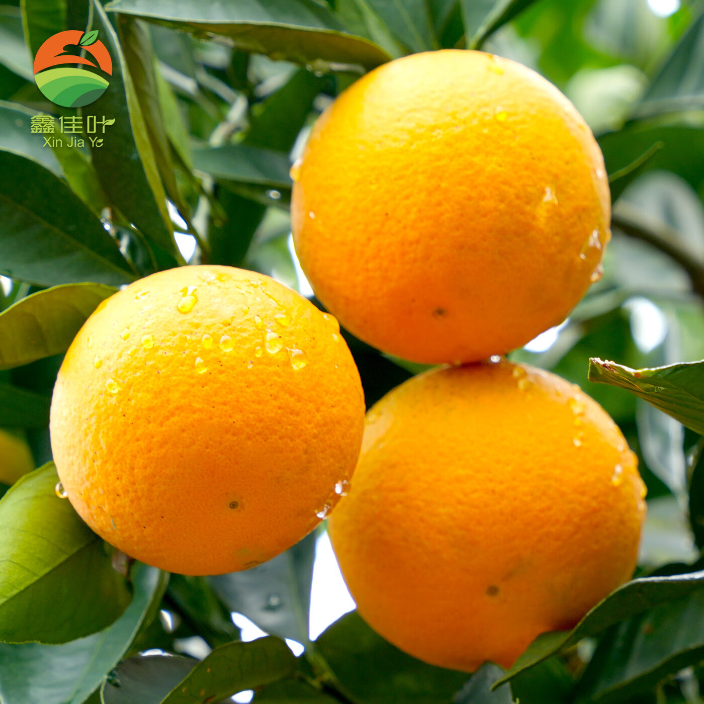 鑫佳叶湖南麻阳冰糖橙 当季新鲜橙子水果 手剥橙甜橙子 现摘现发 净重4.5斤装 小果55MM+