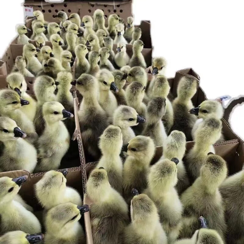 正宗潮汕特鹅朗德鹅现货三花鹅大白鹅鹅苗 狮头鹅 5只