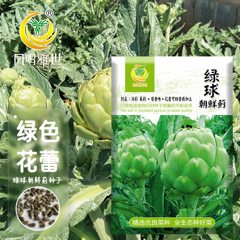 凤鸣雅世朝鲜蓟种子洋鲜种子法国洋百合蔬菜种籽大田绿球朝鲜蓟种子10
