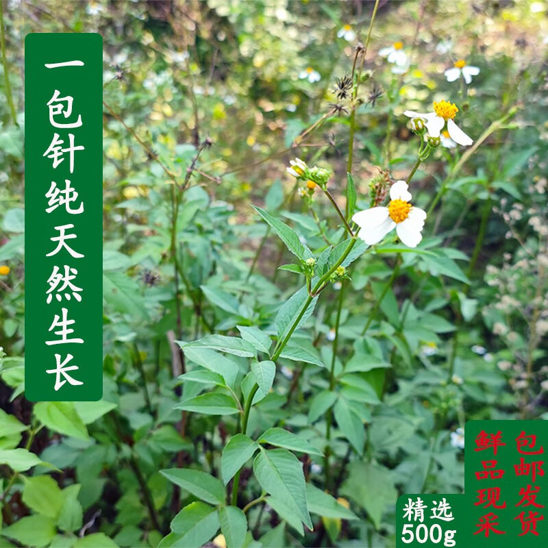 广西新鲜鬼针一包针中草药虾钳草粘人草500g现采箱装农产品包邮 新鲜