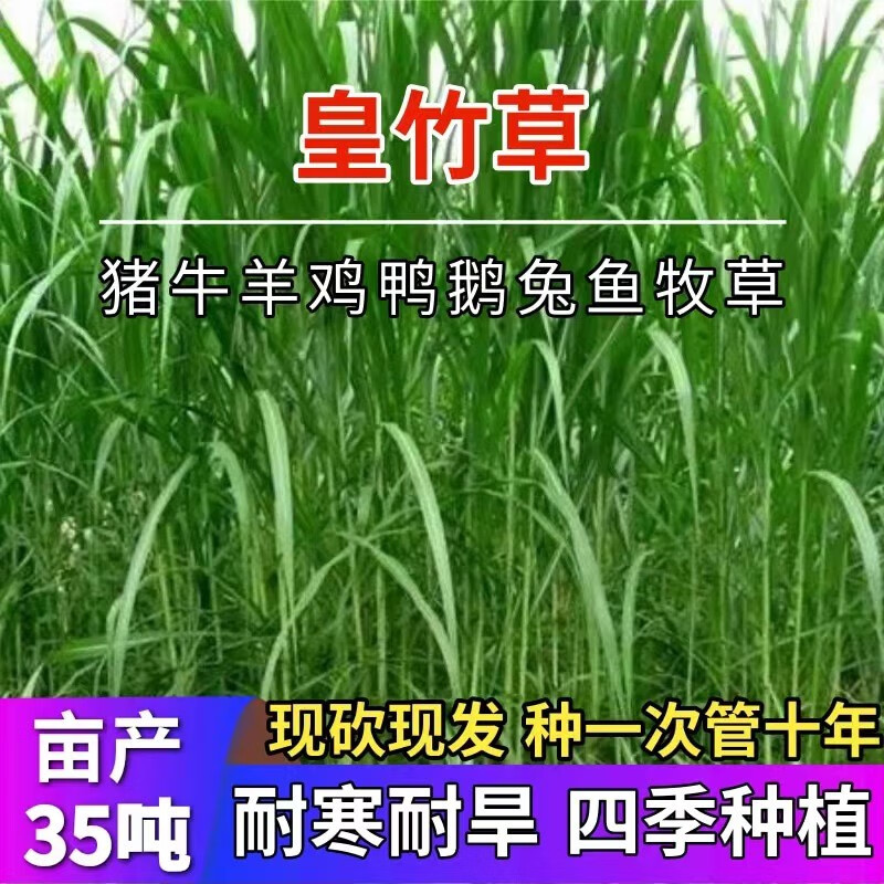 青上青新型皇竹草种节巴西红象草种子无毛甜象草四季多年生耐寒牧草