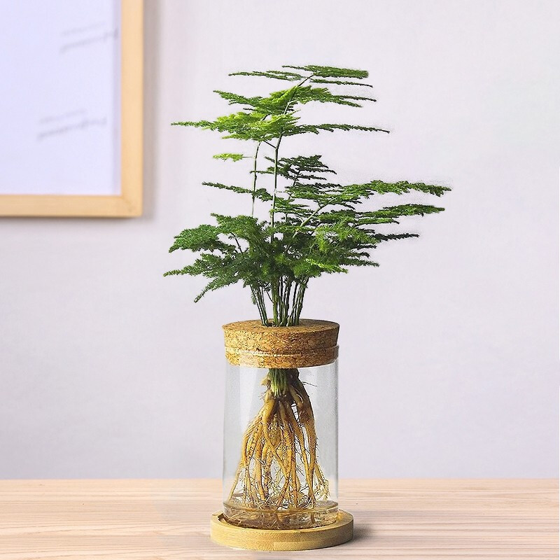 文竹水培植物绿植盆栽花卉好养办公室内水培植物 文竹[透明圆柱瓶] 含