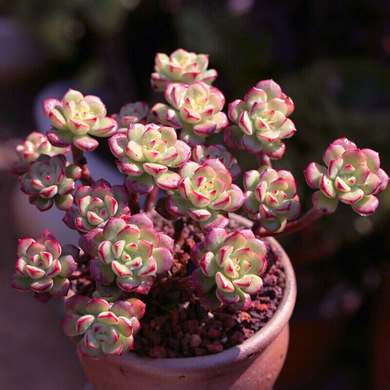 如何查京东多肉植物最低价格|多肉植物价格走势