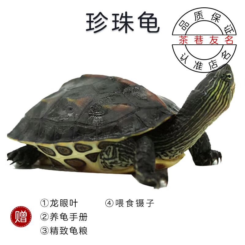 茶巷友名 花龟草龟珍珠龟大乌龟活体煲汤宠物水龟观赏萌包活 台湾草龟