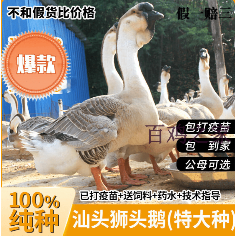 鹅苗活体活苗正宗特大种汕头狮头鹅活苗潮汕大型纯种狮子头鹅活体