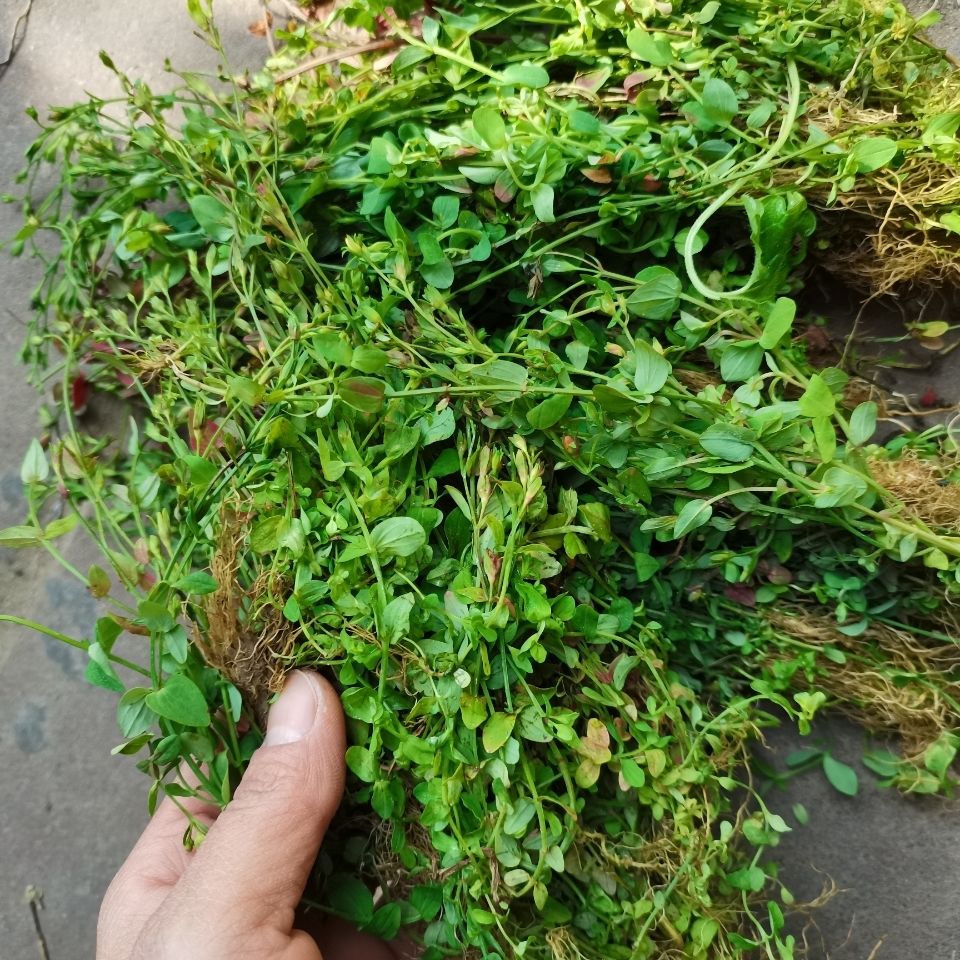 伟博新鲜草药田基黄 地耳草 禾霞气 七寸金 雀舌草可外敷可内服 500g