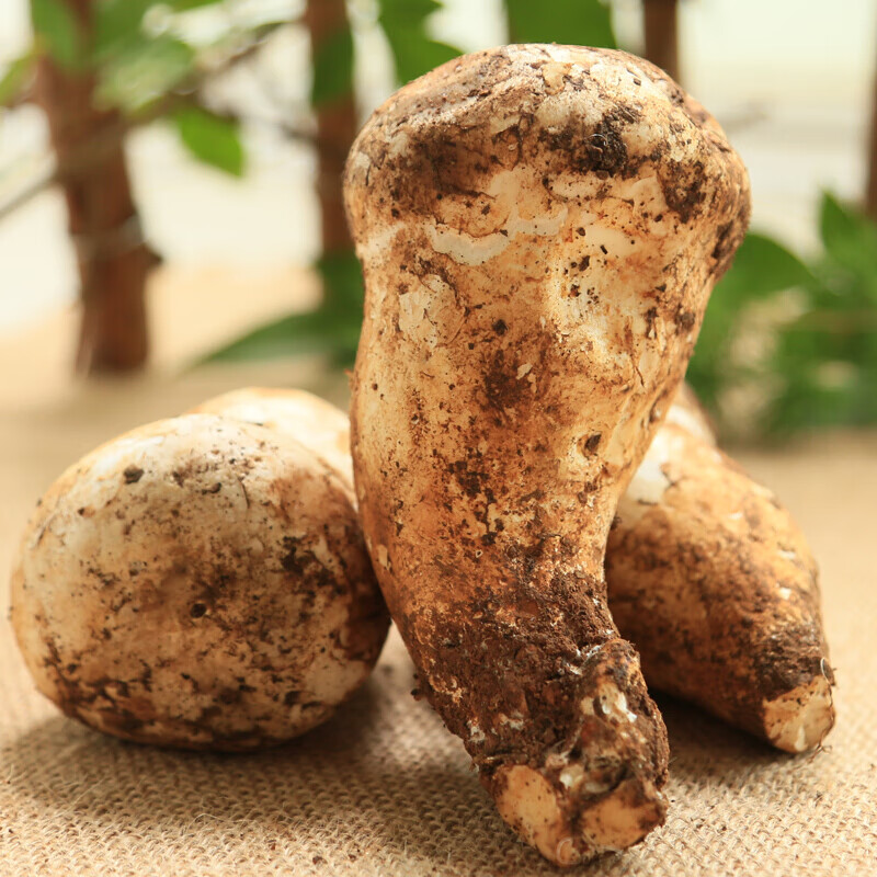 味巴哥新鲜菌菇食用菌老人头菌500g 老人头菌 500g