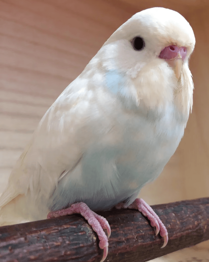 虎皮雏鸟半毛手养鸟紫罗兰牡丹黄桃玄风雏幼鸟会说话鹦鹉小鸟活体