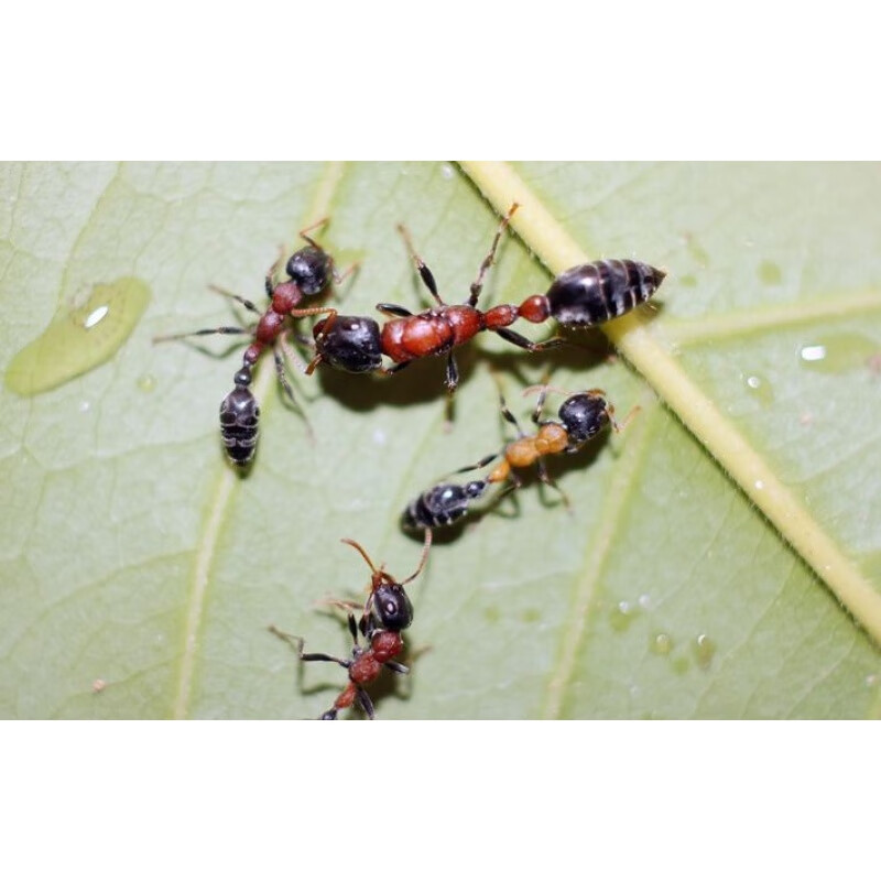 红黑细长蚁宠物蚂蚁国产蚁蚂蚁活体大个体蚂蚁 一后十工