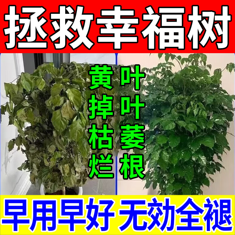 幸福树专用营养液落叶掉叶子专用肥料专黄叶烂根营养液专用肥料 1瓶装