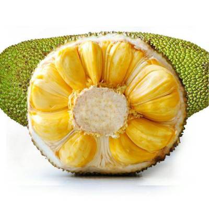 菠萝蜜树苗嫁接果树苗木菠萝四季红肉 1号干湿当年结果 5年 8号黄肉菠萝蜜苗 40cm(含)-89cm(含)属于什么档次？