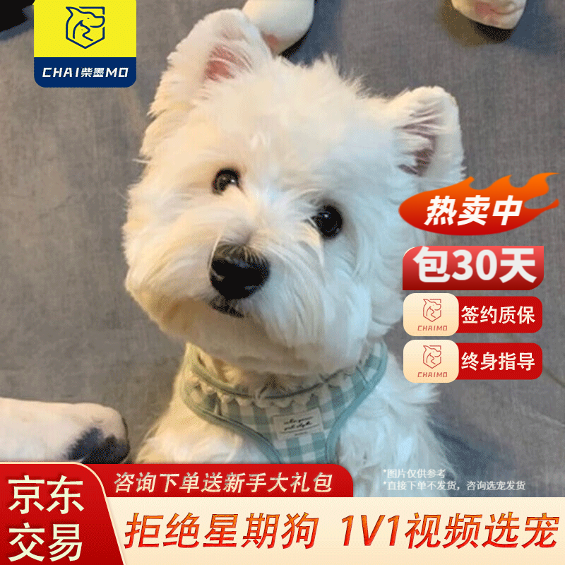 柴墨 西高地白梗幼犬宠物狗狗活体外观可爱聪明有活力家养伴侣狗狗 西高地幼犬【宠物级】怎么样,好用不?