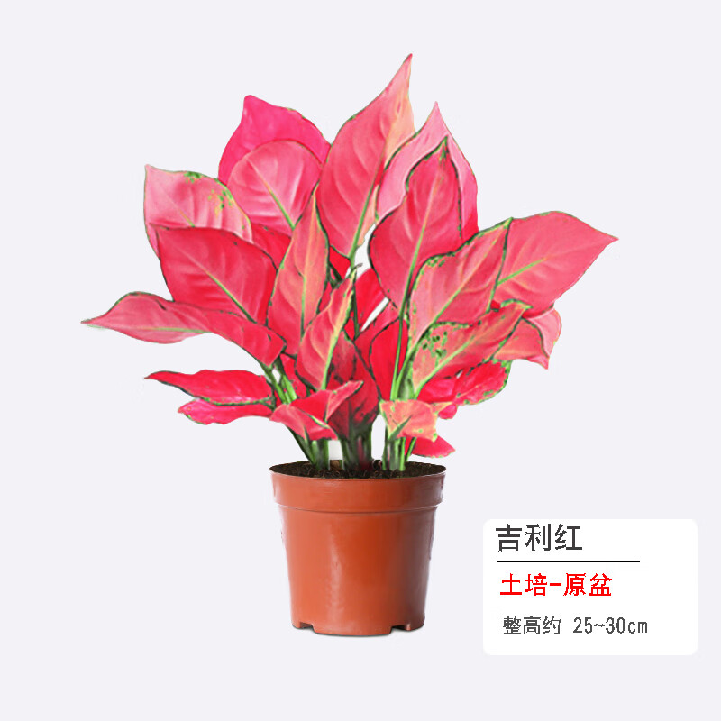 如意皇后盆栽大红植物室内办公室桌面土培水培四季好养耐寒好寓意盆栽