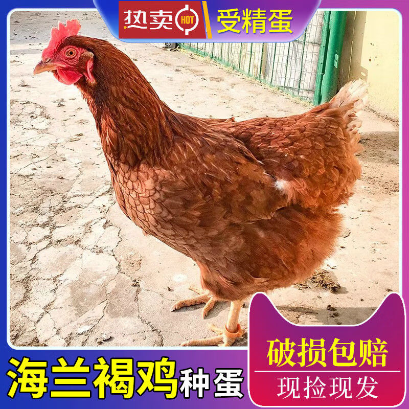 高产蛋鸡海兰褐种蛋受精蛋可孵化产蛋王蛋鸡父母代种蛋年产300 蛋 10