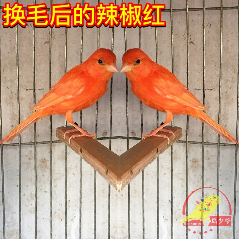 玉鸟活体,,辣椒红,绿桂皮,红桂皮,活鸟 精品辣椒红(一对)