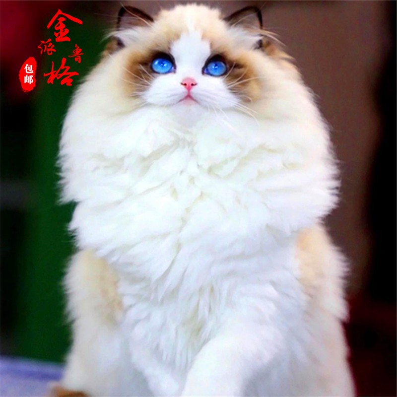 纯种布偶猫幼猫活体幼崽宠物猫咪活物甜美海双蓝双蓝眼仙女猫赛级宠物级北京猫舍 家养心爱颜值款