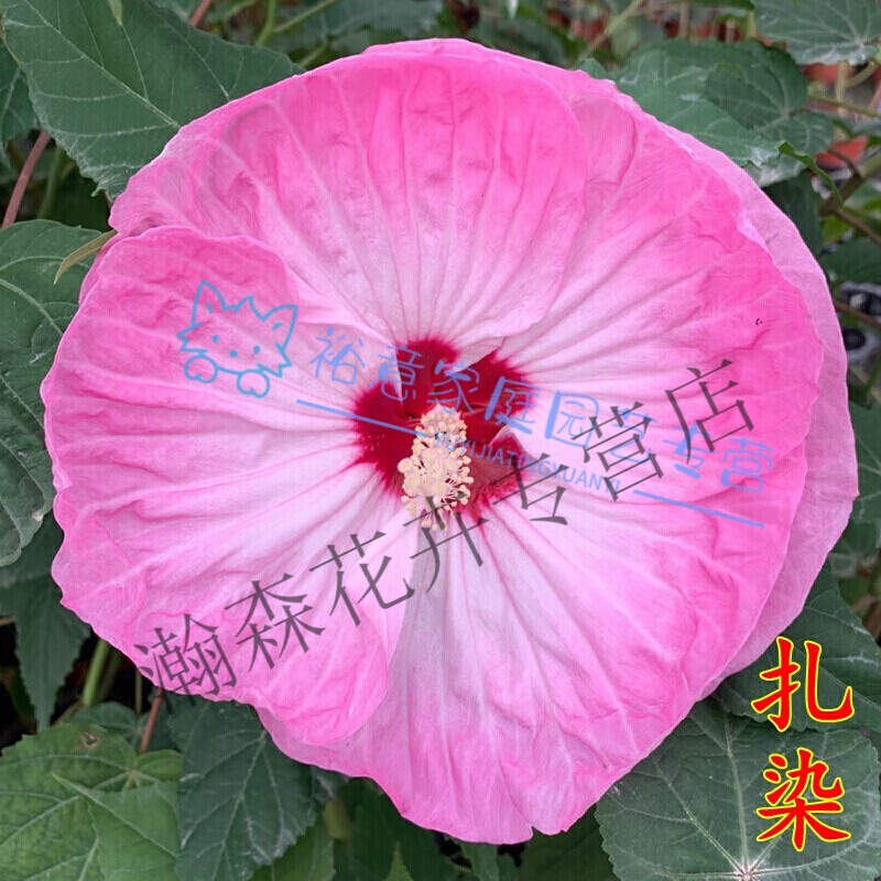 小苗花苗庭院耐寒植物室外多年生宿根花卉盆栽大花秋葵h 扎染(12cm盆)
