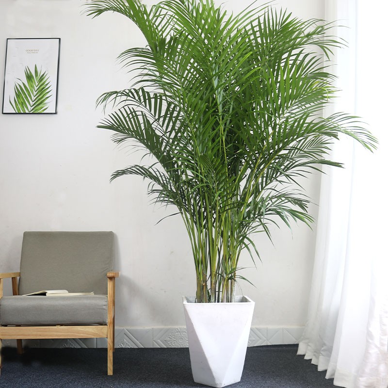 大型绿植历史价格查询工具|大型绿植价格比较