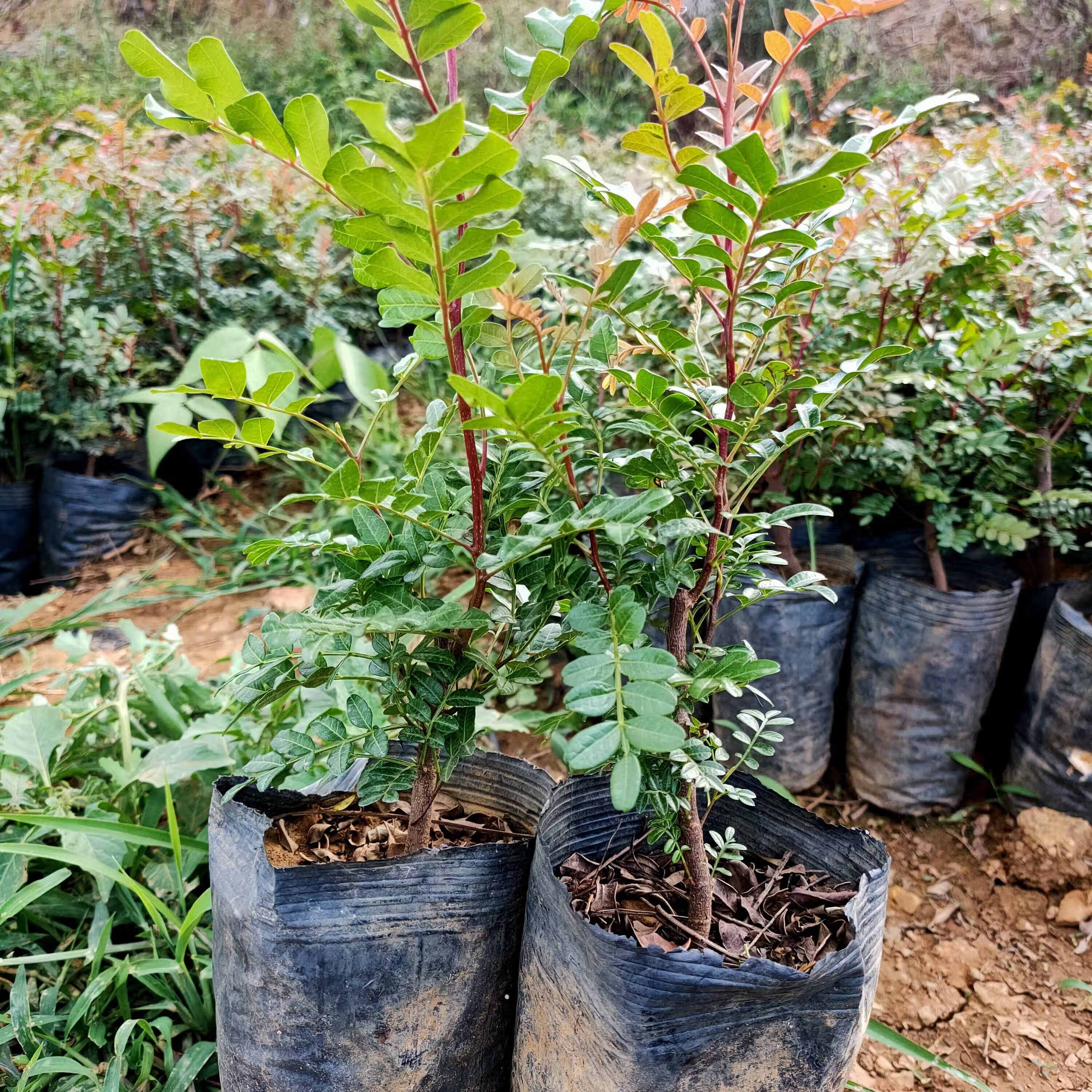 挽刻云南清香木盆栽老桩盆景绿植红芽驱蚊净味清香阳台喜阳长绿清新 2