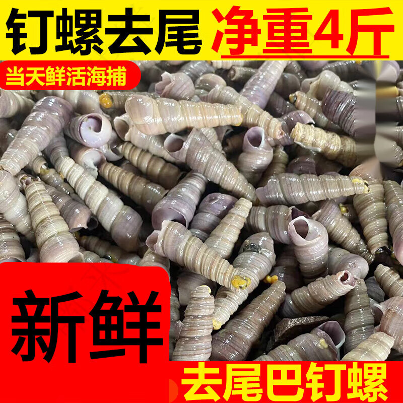 安峰山钉螺鲜活新鲜去尾大个海螺麻辣钉螺海鲜贝类鲜活水产花螺钉螺 2