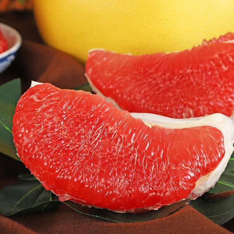 柚子苗嫁接柚子树苗红心蜜柚三红蜜柚南北方种植盆栽地栽果树苗当年