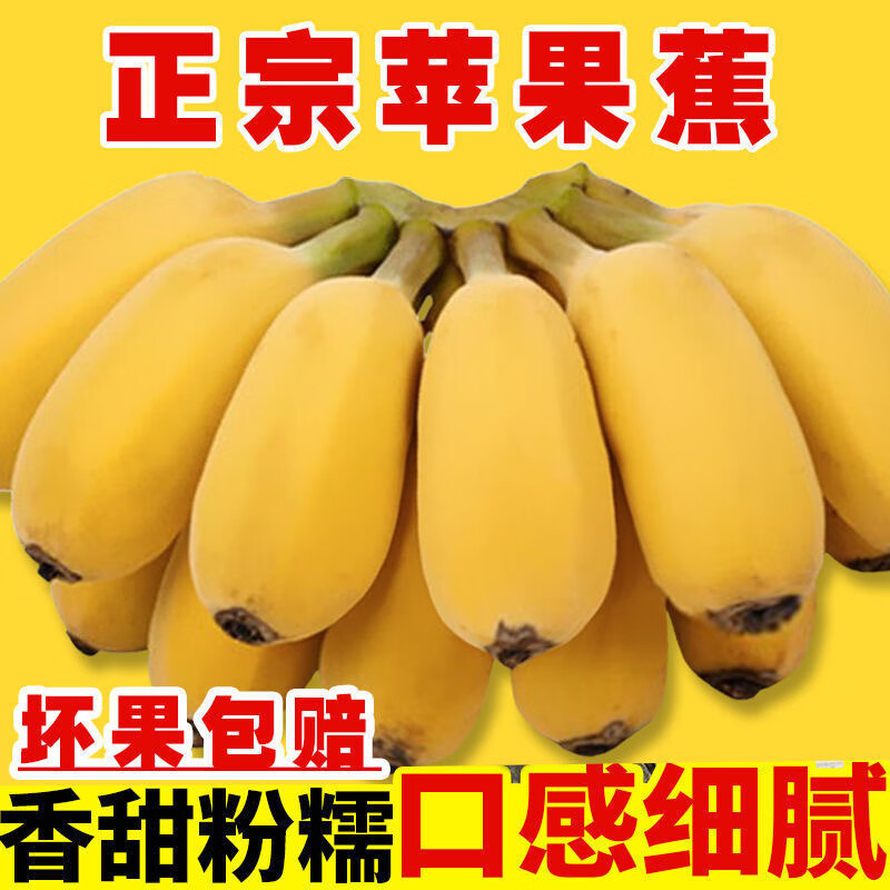 广西苹果蕉香甜小香蕉自然熟粉蕉西贡蕉新鲜水果禁止蕉绿 苹果蕉 5斤 泡沫箱打包 香甜软糯