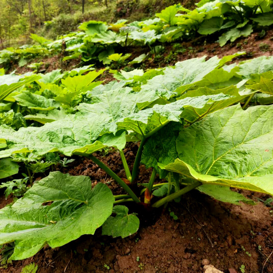 姒桀掌叶大黄马蹄大黄将军黄良火参肤如蜀牛舌 掌叶大黄种子100克