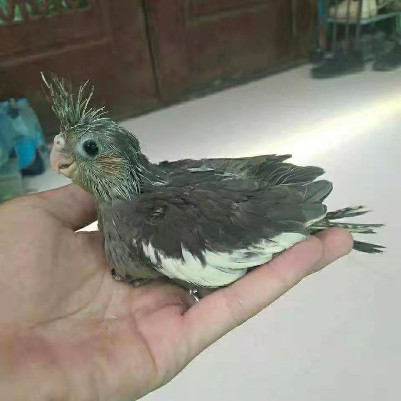 原始灰玄凤半毛雏鸟1只