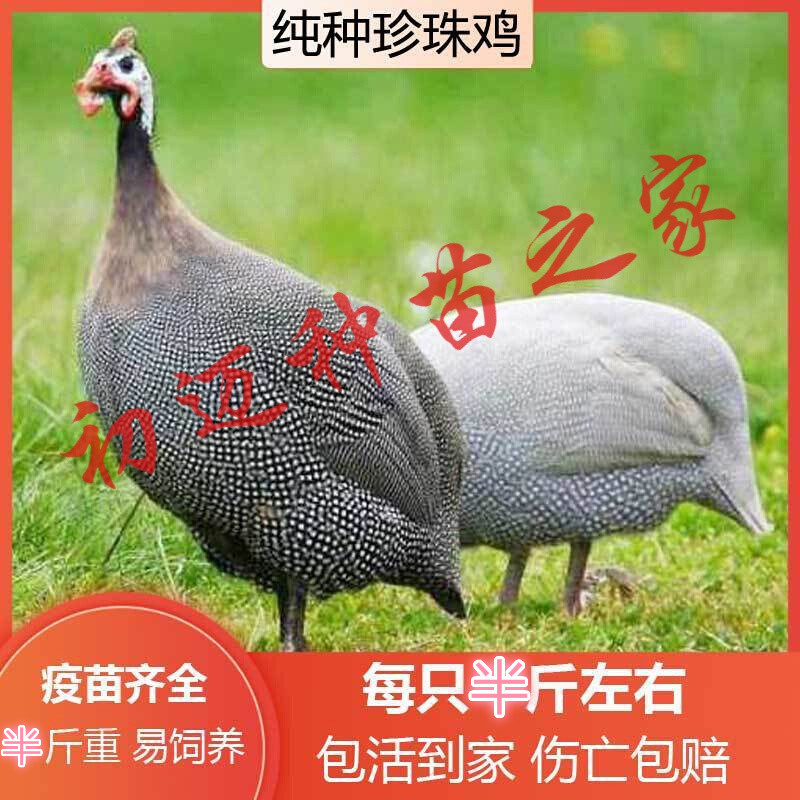鸡苗】相关京东优惠商品排行榜(24) - 价格图片品牌优惠券- 虎窝购