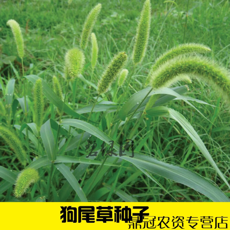 狗尾草子观赏美洲紫穗狼尾草种子提木西草猫尾草提摩西草牧草种籽