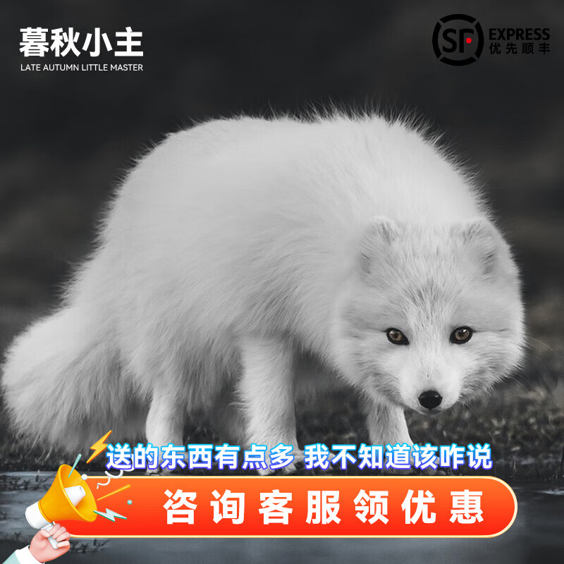 网红家养狐狸活体幼崽雪狐白狐白化熊猫狐冰岛狐宠物狐狸活物幼宠 雪