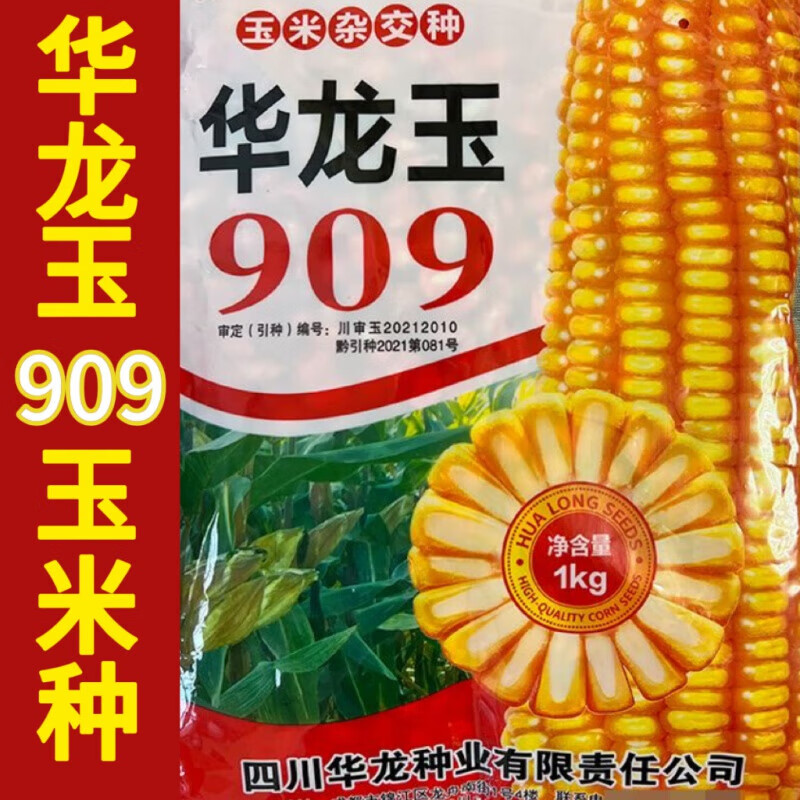 华龙玉909玉米种稳产抗倒伏白轴大棒大马牙型杂交包谷种 华龙玉909