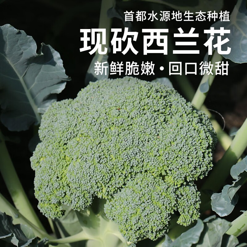 密农人家 农家生态种植 西兰花 鲜嫩可口西蓝花 新鲜蔬菜花椰菜绿菜花