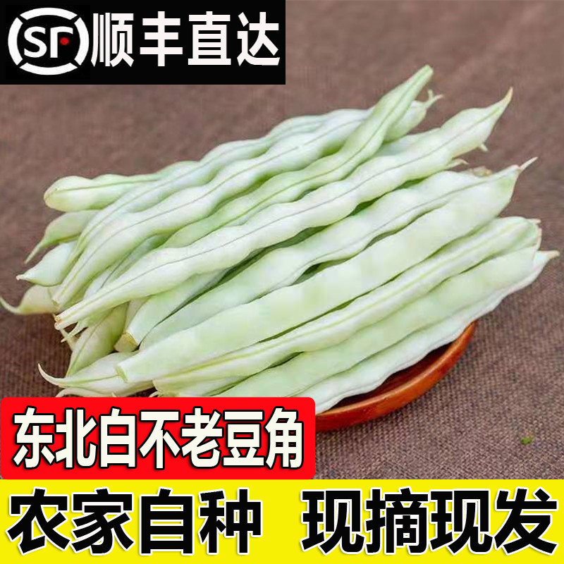 东北白豆角（发顺丰）白不老豆角新鲜芸豆四季豆白架豆蔬菜 5斤