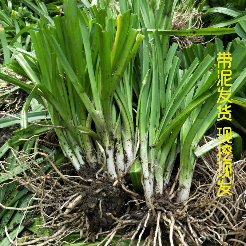 江影清贵州云南老品种石韭菜根苤菜苗韭菜根大叶韭菜根宽叶韭菜花卉