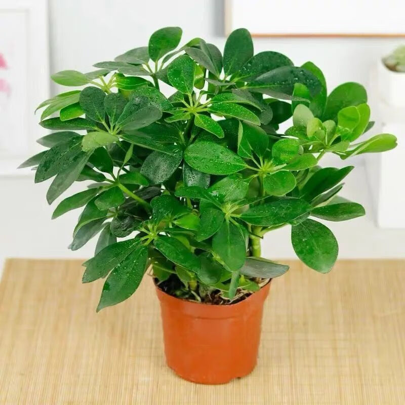 泰西丝大型室内客厅盆栽花卉八方来财鸭脚木绿植七叶莲发财树鸭掌木