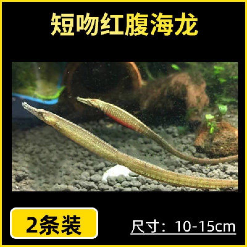淡水海龙短吻红腹海龙, 长吻娜迦海龙 热带淡水观赏活体鱼水财神 短吻