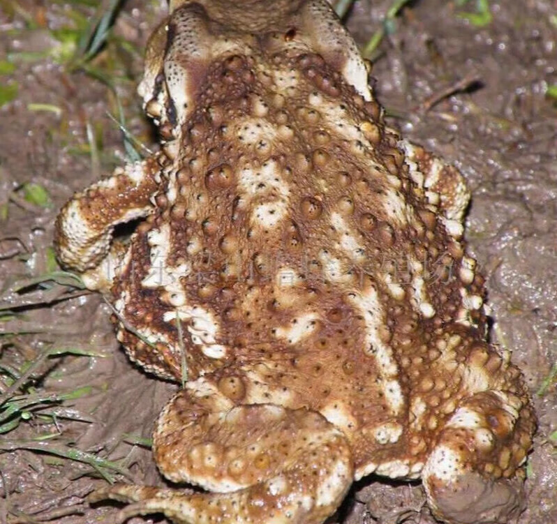 有仁堂原料活中草药癞蛤蟆的蟾蜍活的癞蛤蟆活 活蟾蜍 活体物活的 100