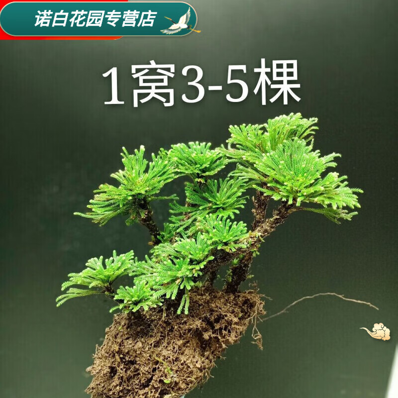 素蜜盆景野生还魂草花卉卷柏九死还魂草微型绿植新鲜竹筒创意盆栽