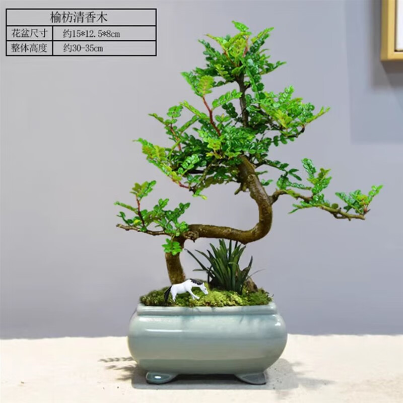胡椒木四季常青驱蚊植物办公室内净化空气盆景桌面绿植 榆枋清香木 带