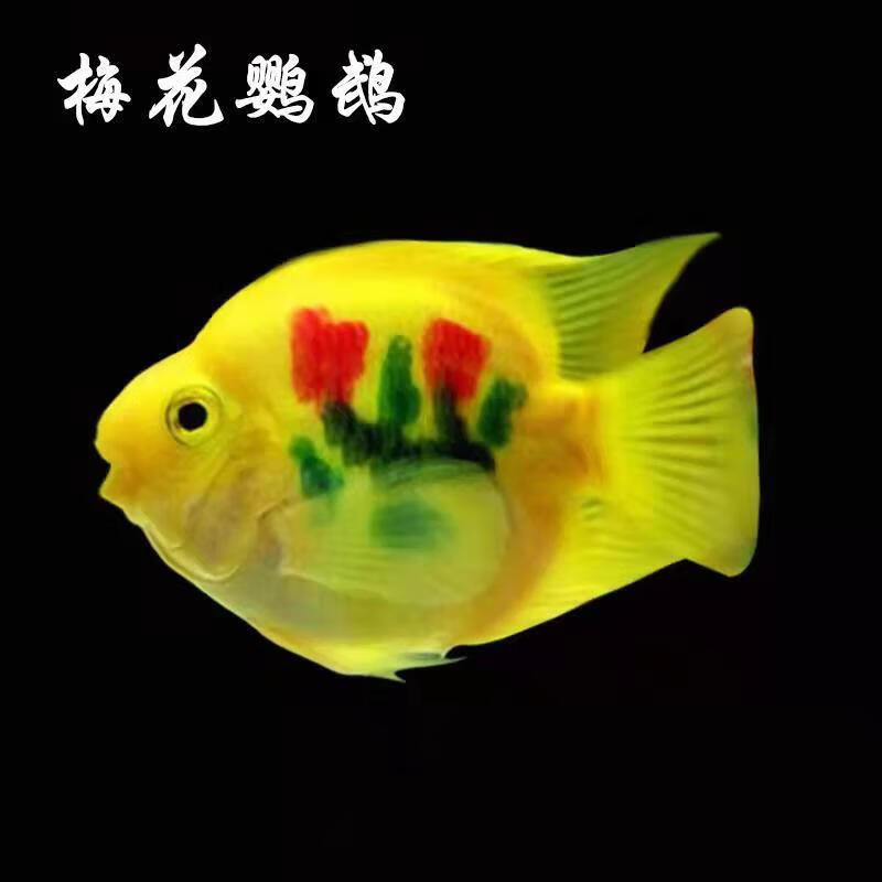 墨一热带观赏鱼梅花鹦鹉活鱼银龙地图黄金鹦鹉血红鹦鹉鱼 8-10cm梅花