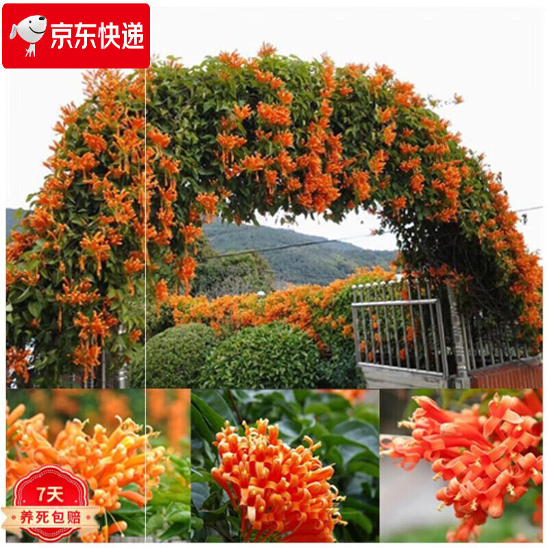 凌霄花 相关京东优惠商品排行榜 3 价格图片品牌优惠券 虎窝购