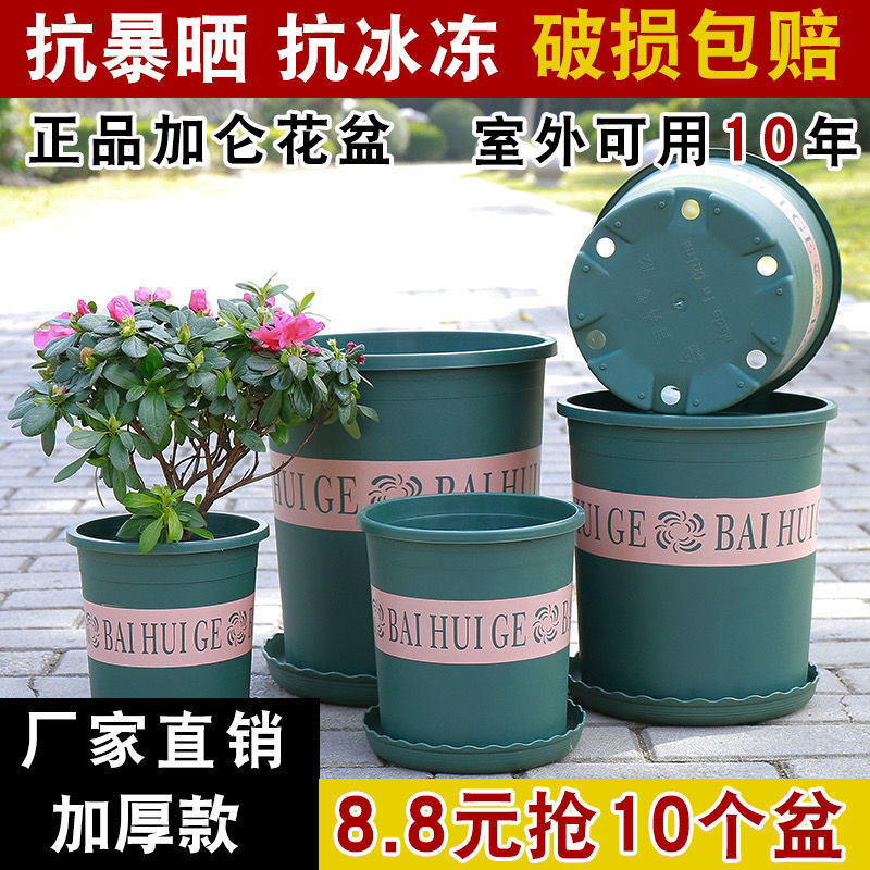 5加仑【口径18cm】3个装 不含托盘【送肥料】