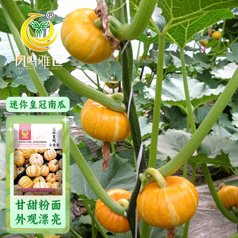 凤鸣雅世香甜软糯老南瓜种子小南瓜窝瓜种籽迷你皇冠小贝贝南瓜种子20