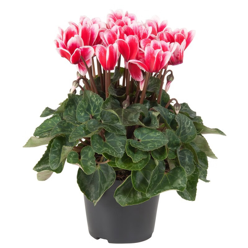 ɿڻذӭۻֲ ױߺɿԭ裩 15.8Ԫ