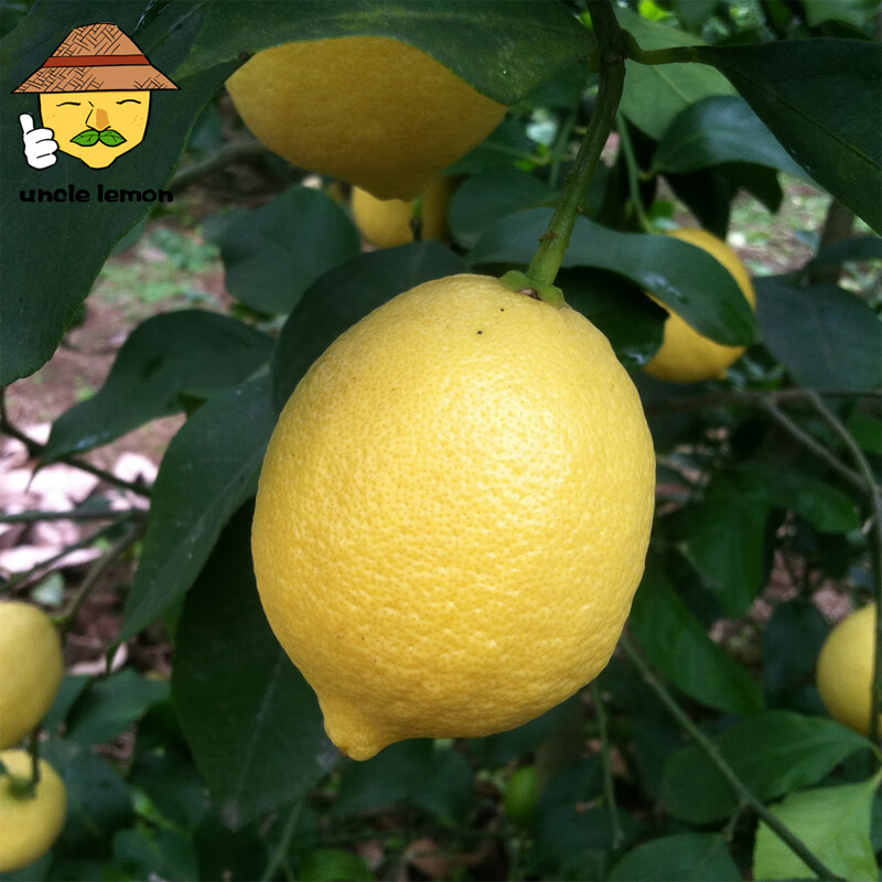 uncle lemon四川特产黄柠檬新鲜水果榨汁产地直供奶茶店切片 大果(单果重量150g+) 5斤超值装