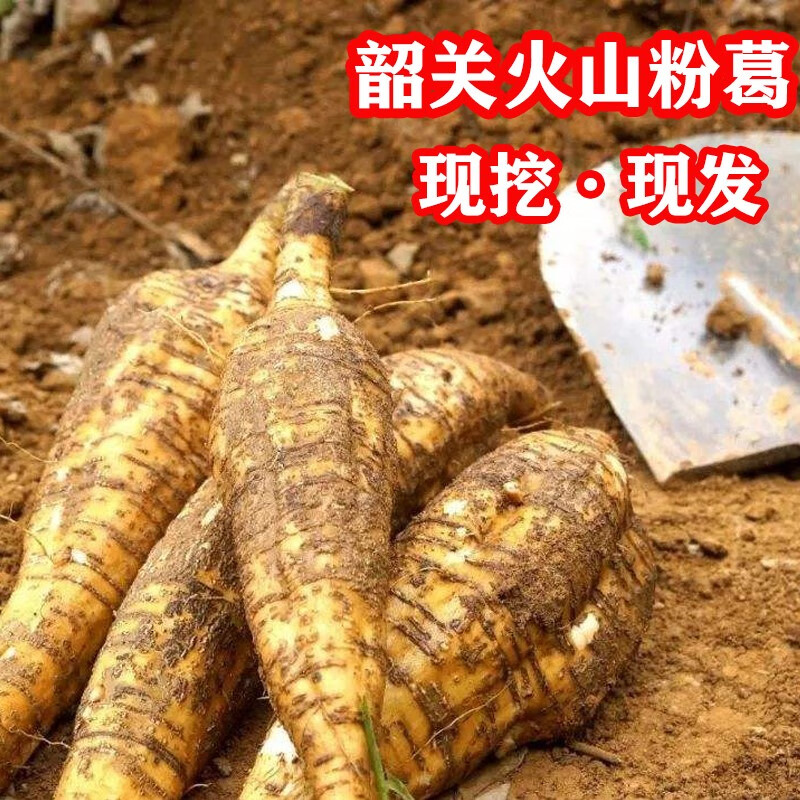 韶关火山粉葛新鲜 广东野生葛根煲汤葛马藤甘葛甜无渣5斤