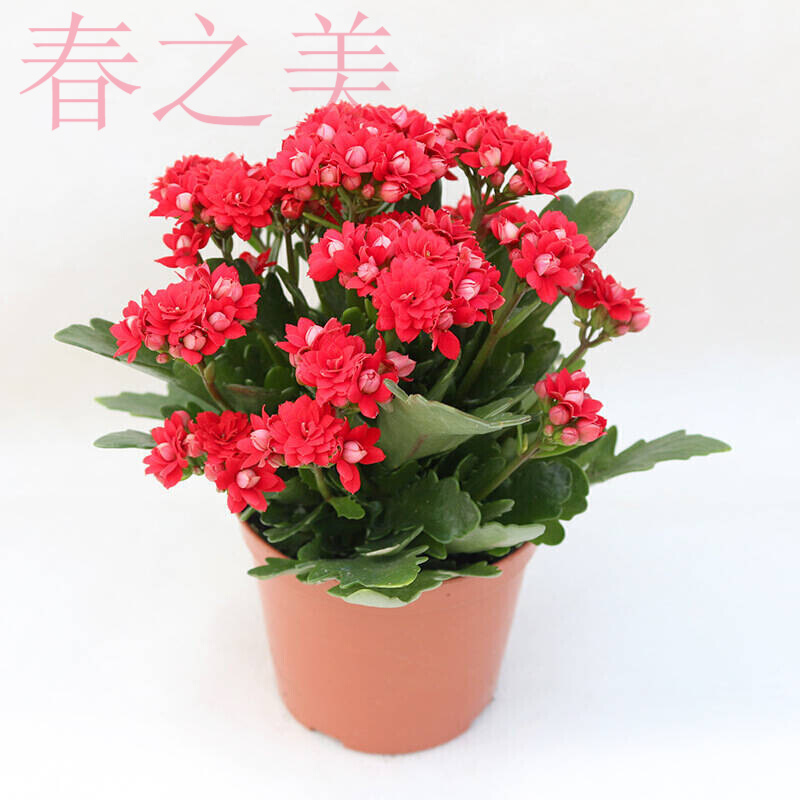 重瓣长寿花苗 小苗室内阳台办公室盆栽绿植 四季种植 观花花卉 红霞