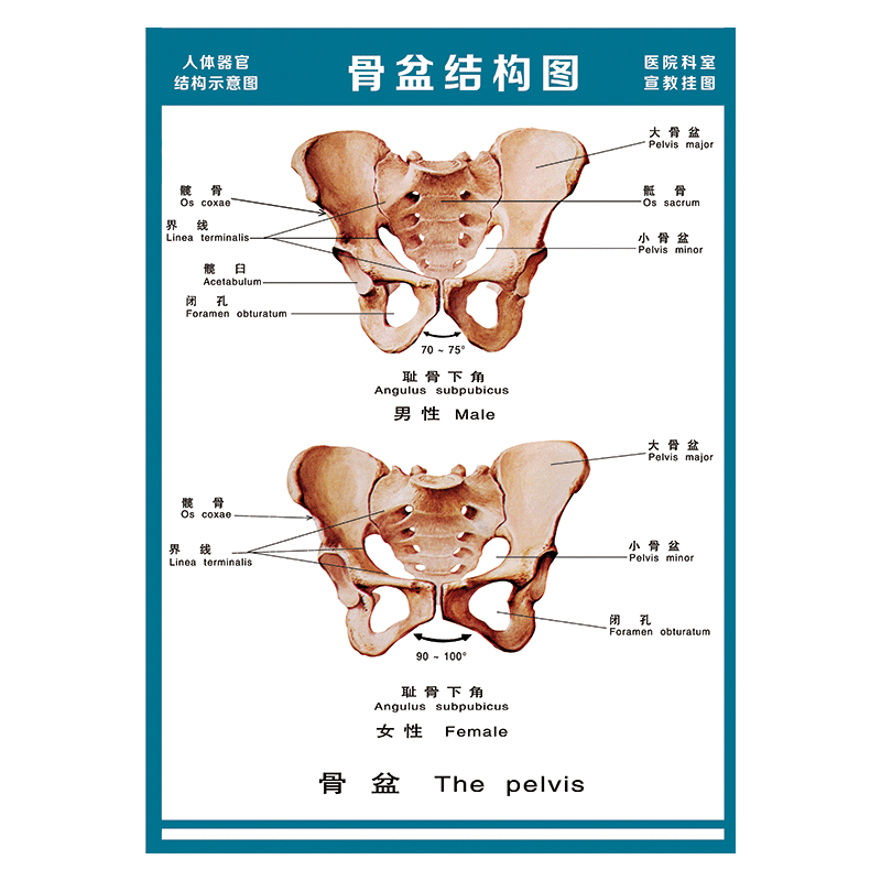 wsa51-04 骨盆结构图 60*40厘米 覆膜防水pp贴纸