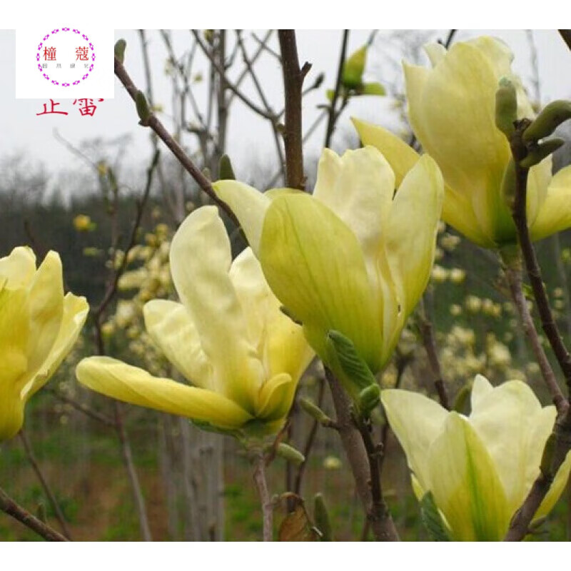 新采摘 玉兰树种子 白玉兰种子 紫玉兰种子广玉兰道路林木种籽 白玉兰